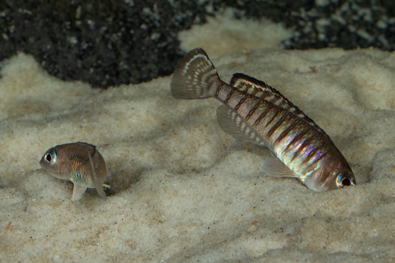 Lamprologus signatus